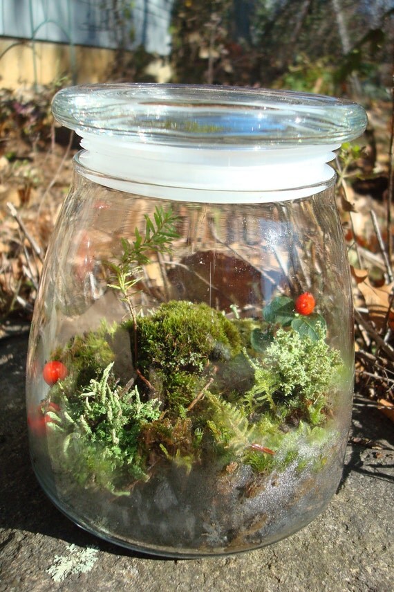 Woodland Mossy Lichen TERRARIUM kit...New England Stylejar