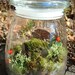 Woodland Mossy Lichen TERRARIUM kit...New England Style-jar included