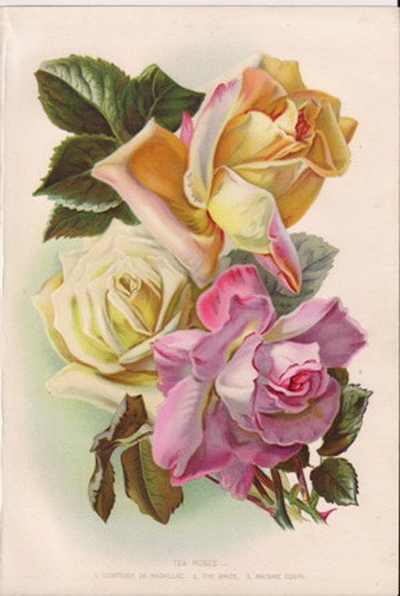 Original Victorian Chromolithograph Tea Roses c1895