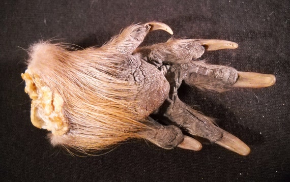 Real Beaver Foot Paw Taxidermy small bones claws and skin
