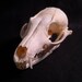 Real Bone Animal Skull Grey Fox Taxidermy Bones