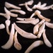 25 Real Bone Goat Teeth Taxidermy Genuine Bones