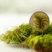 Real moss forest brooch - woodland handmade green moss pin - Pleurozium schreberi