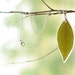 Real leaf resin pendant - Green handmade nature jewelry - Vaccinium corymbosum