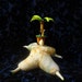 Reduced 50% French Poupee Millet Doll