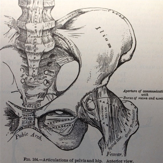 Vintage anatomical drawing medical illustration pelvis hip