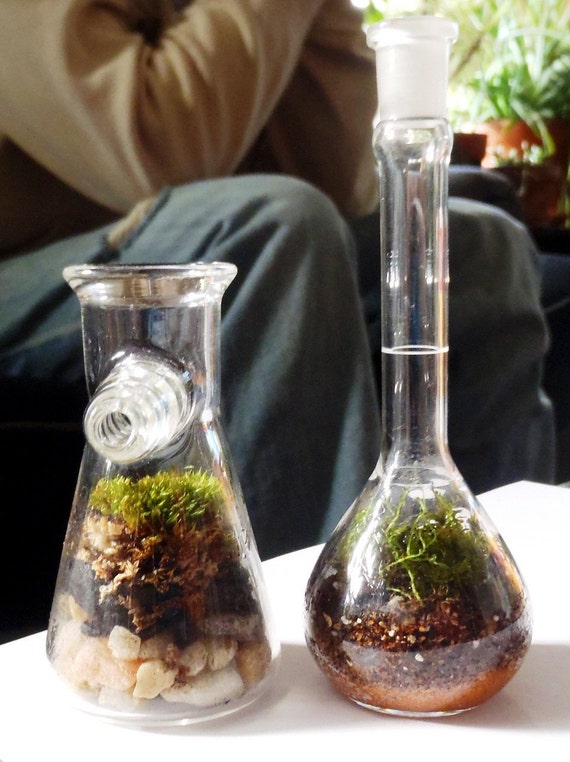 Glass Laboratory Flask MicroTerrarium Set 25 mL Erlenmeyer