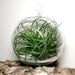 Hanging Air Plant Terrarium Tillandsia in Glass Globe