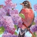 Song Birds Folded Note Cards Fine Art Boxed Set of 6 Assorted