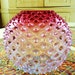 Huge English Hobnail Ruby Opalescent Rose Vase