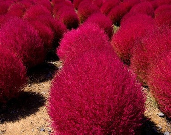 Heirloom 1000 Seeds Grass Burning Bush Kochia Scoparia RED Flower Plant Garden Bulk Exotic B0097