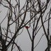 On Sale 8x10 Photography Winter Rustic Red Bird Black and White Wall Art Print
