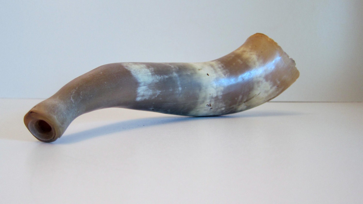 Bulls Horn instrument Trumpet cow horn