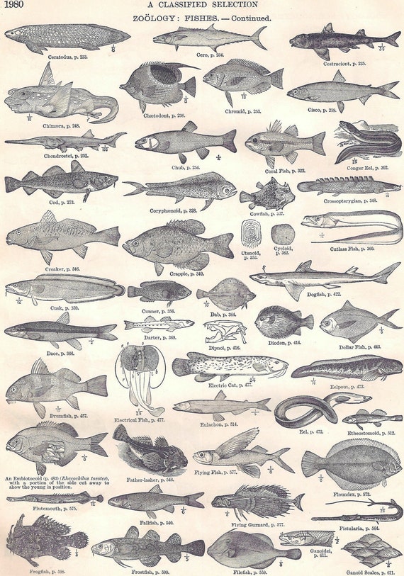 Items similar to Vintage Zoology Fish Continued Drawings from ...