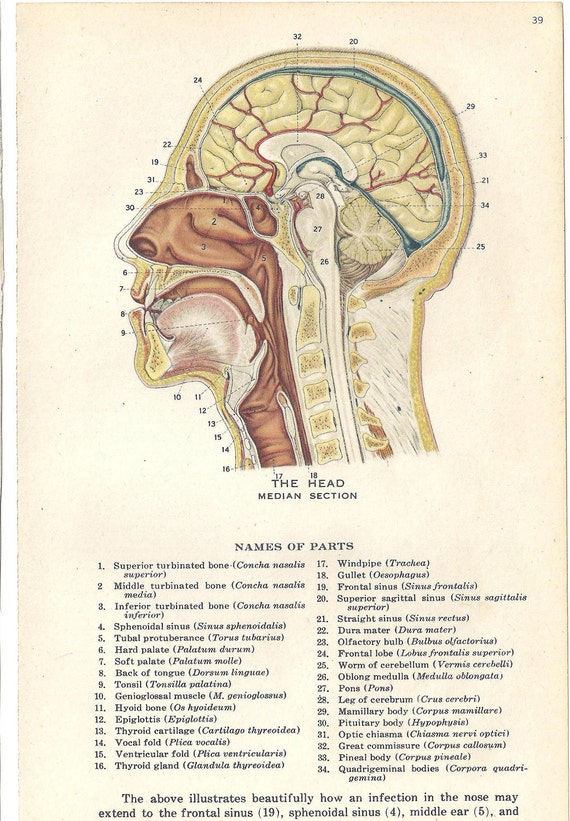 Items similar to Medical Anatomy Illustration Human The Head Median ...