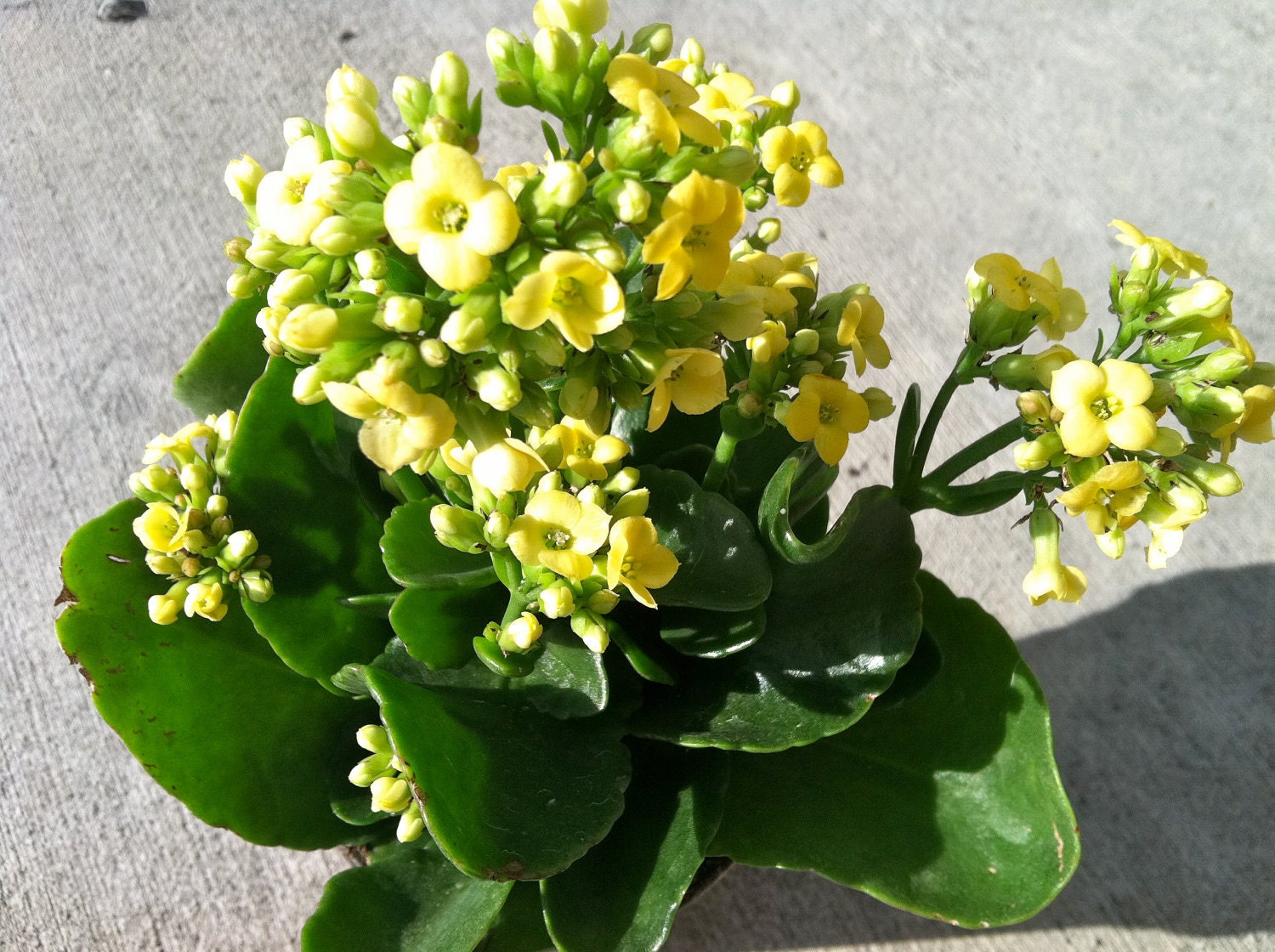 Blooming NOW Kalanchoe plants  with YELLOW flowers  by 