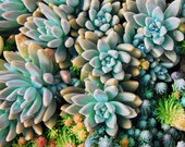 Sedum Photograph Nature Photography Metallic Print Fine Art 8 x 10 Wall Art Sedum Photograph Nature Photography Metallic Print Fine Art 8 x 10 Wall Art