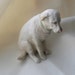 Denver the Guilty Dog Sculpture, Yellow Lab, Miniature Porcelain "Co-meme-orative" Animal Celebrity Portrait
