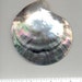 Black Lip Shell Pendant Large Pretty For Jewelry Making