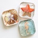 Beach Magnets, Fridge Magnets, Glass Magnets, Glass Beach Magnets, Seahorse, sand dollar, shells (798)