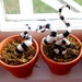 Poisonous Pets (decorative sculpture plants)