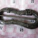 Antique Metal Belt Buckle - Beautifully Engraved and Under Two Inches Long