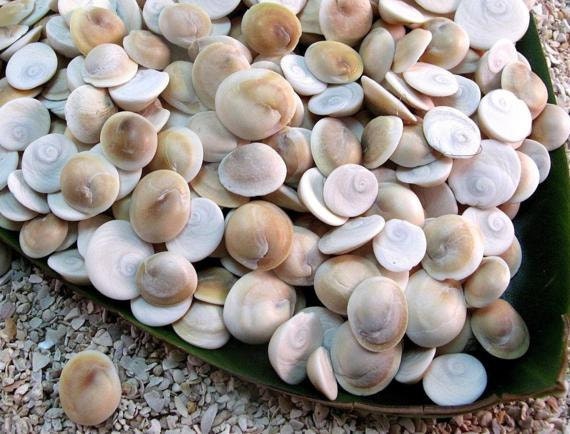 Beach shells Cats Eye from Florida Chestnut Turban Seashells