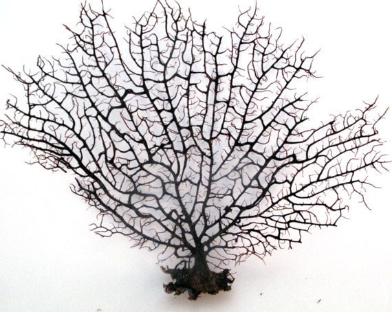 Black Sea Fan Coral 7-10 in nautical decor seashells