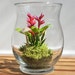 SALE - Miniature Exotic Heliconia Terrarium in Vintage Glass