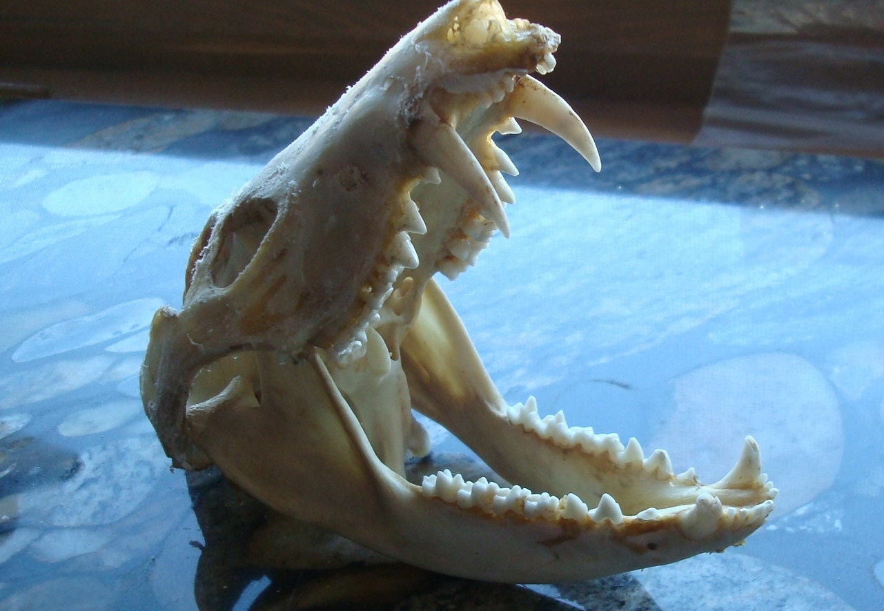 Real Possum Skull