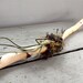 Birch Branch with moss, air plant, dried flowers. Tablescape, centerpiece, wall decor, rustic, foraged, organic, reclaimed