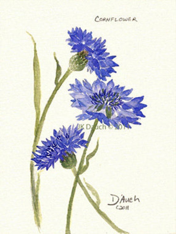 Items similar to Print BLUE CORNFLOWER Original Watercolor