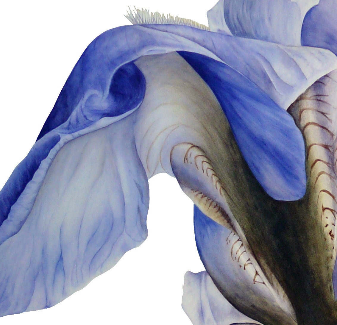 Blue Iris Art Print Large Botanical Print Wall Decor Office