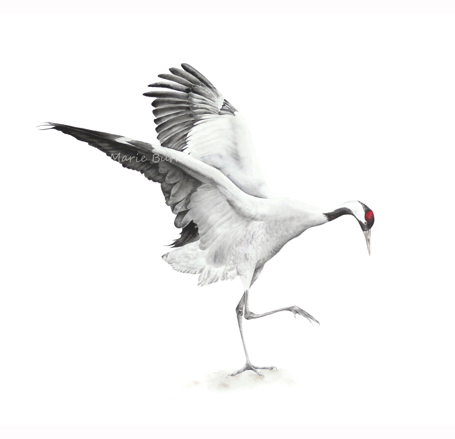 common crane fine art print bird painting crane bird crane bird designs
