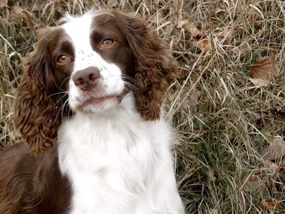 October English Springer Spaniel 8 X 10 by BeneathNorthernSkies