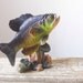 Vintage Fish Figurine, Cottage Chic for Cabin or Lodge, Small Knickknack for Sports Collection