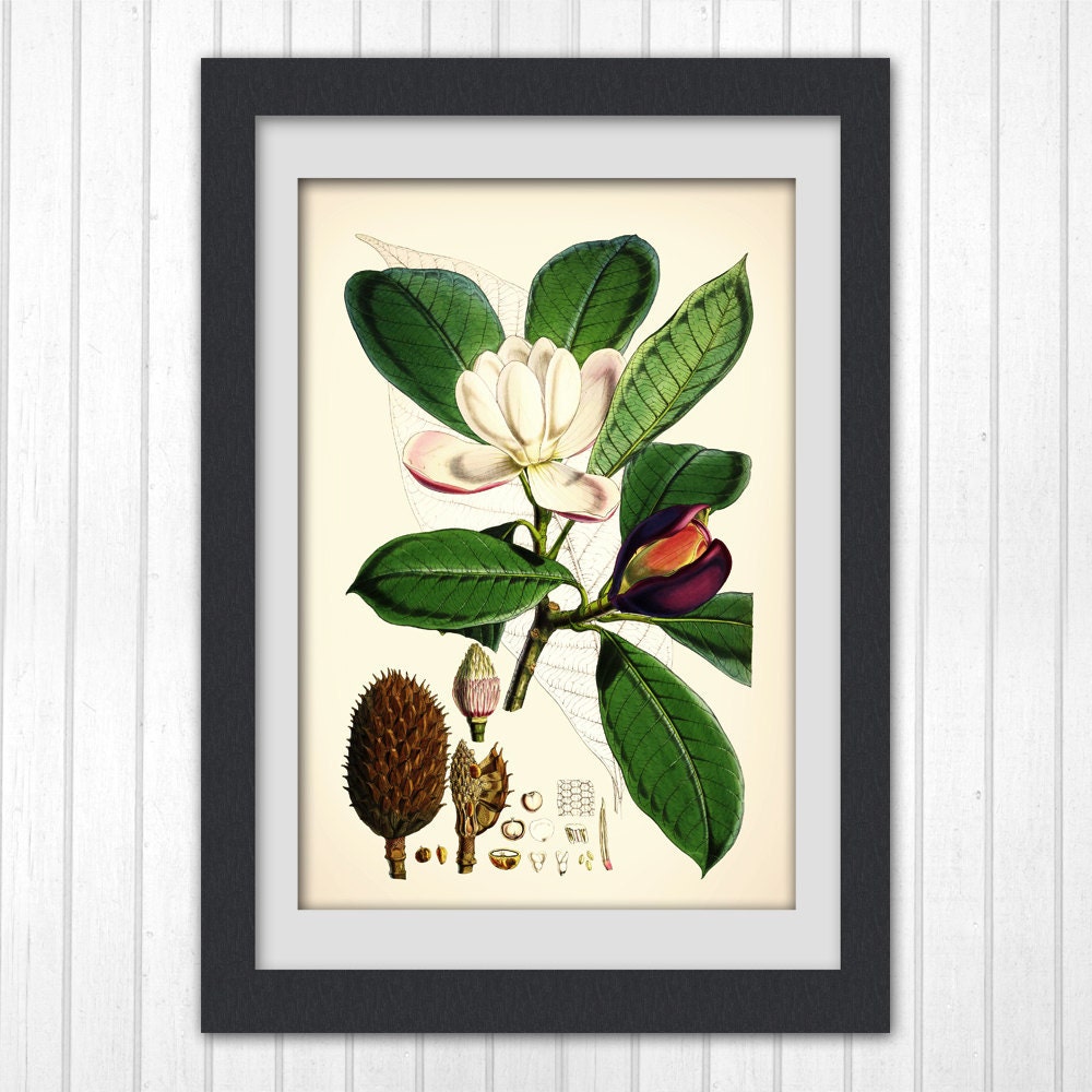 Botanical digital print Green and White vintage flower print