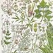 Vintage Botanical Print, Wildflower Chart, British Book Plate Illustration to Frame, Wild Celery, Parsley, Caraway