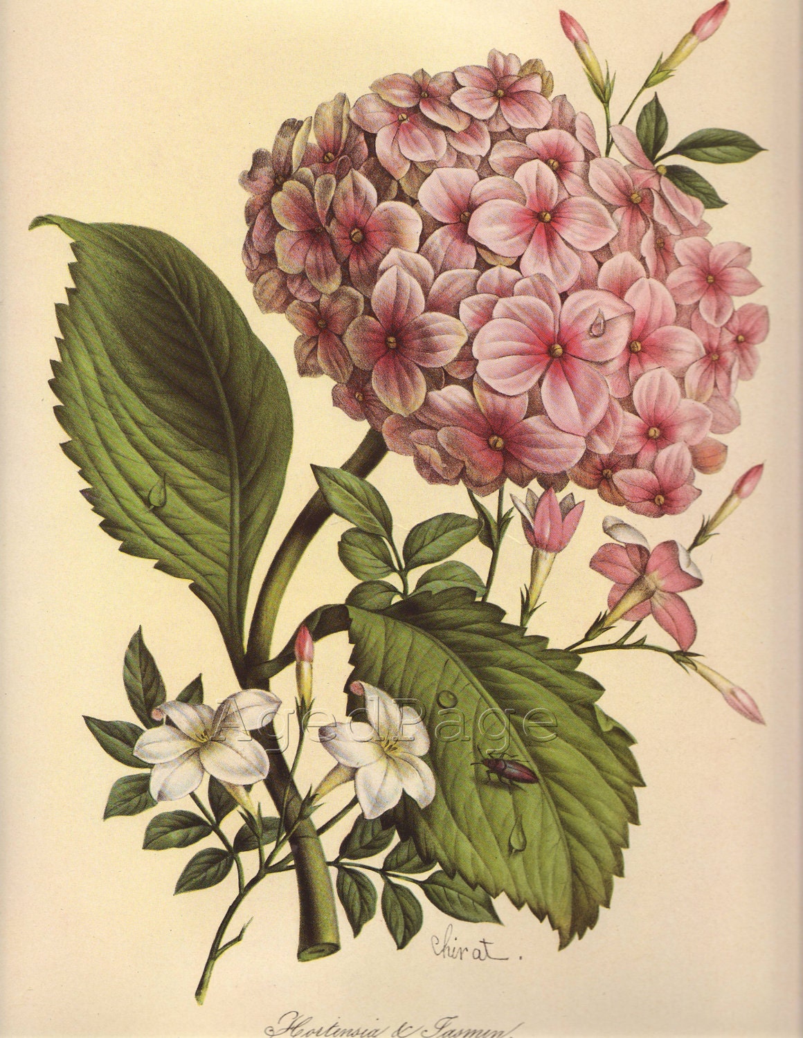Printable Vintage Botanical Prints