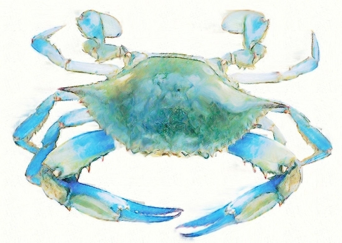 chesapeake bay blue crab