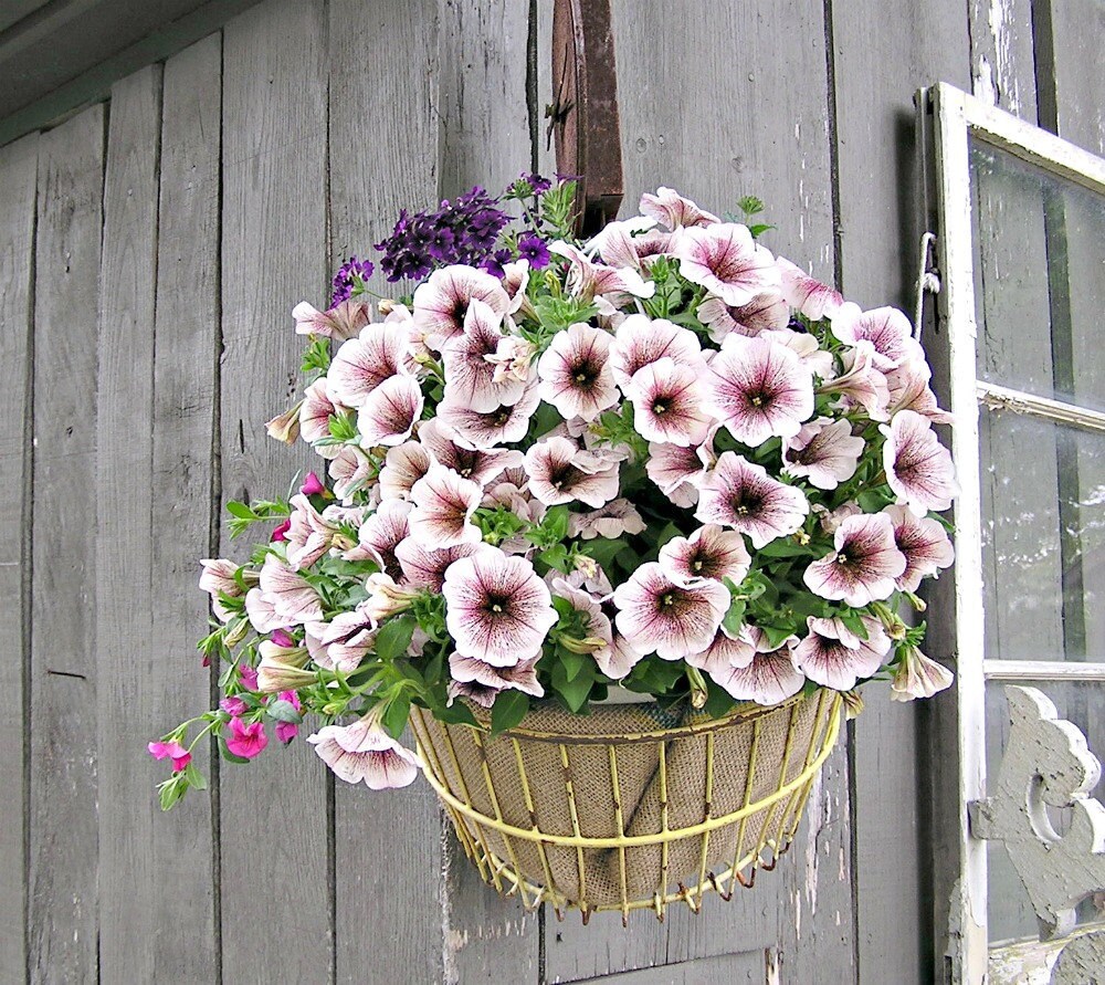 wire egg basket antique wire basket flower basket