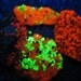 Fluorescent Willemite agate New Jersey lapidary display - 88626817