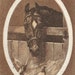 Happy Be Thy Course - Vintage 1920s Unused Horse Postcard