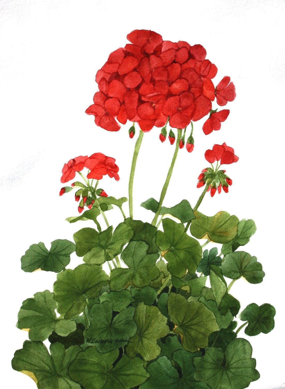 Red Geraniums Original Watercolor Garden v