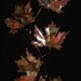 COPPER MAPLE LEAF: fIve leaf,metal sculpture,wall art,metal art ,metalwork,wall sculpture,maple leaves,unique art
