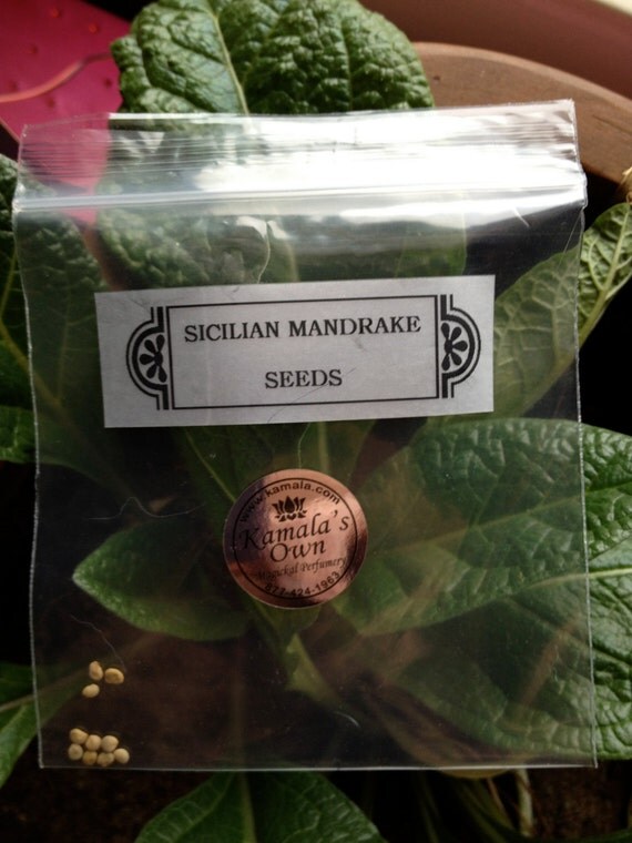 10 seeds for growing Sicilian Mandrake