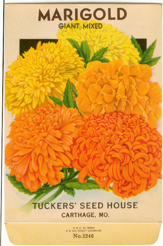 MARIGOLD GIANT Mixed Vintage Tucker's Flower Seed Packet