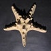 RESERVED For Miguel Spooky Taxidermy Starfish Comes In Unique Kitsch Box For Protection