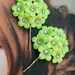 Decorative May Spring Flower Bobby-Hair Pins, 1930 1940's Lime Green Celluloid Plastic Rhinestone, Vintage Repurposed