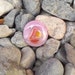 Magnet fused glass pink orange yellow